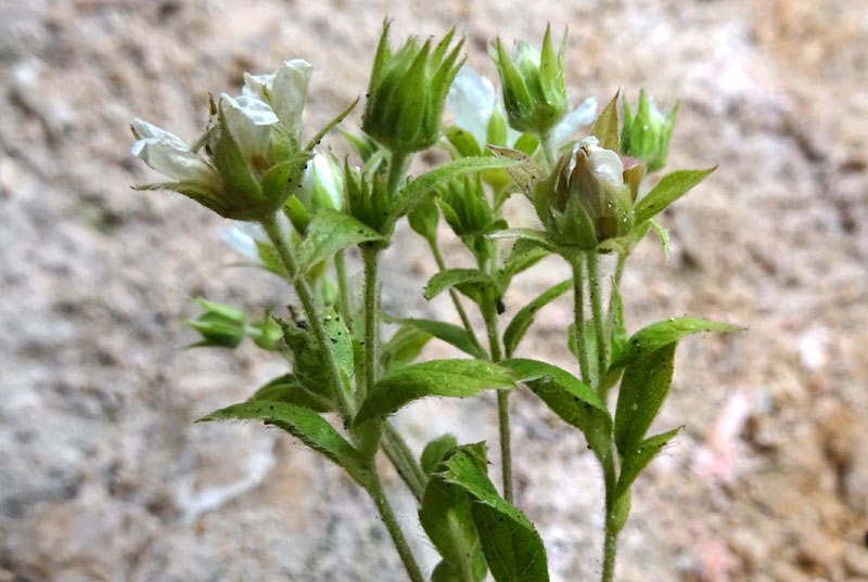 Potentilla caulescens - Rosaceae